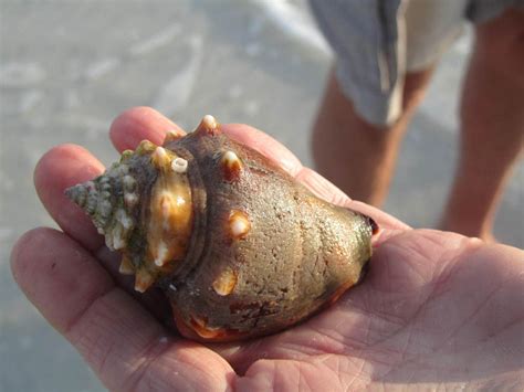 Florida Fighting Conch (MatBio: MOLLUSKS - Matanzas Biodiversity ...