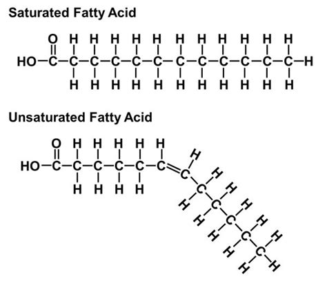 Biology - Macromolecules - Lipids Diagram | Quizlet