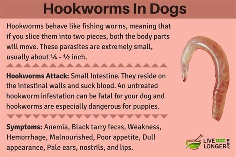 10 Best Home Remedies For Worms In Dogs (With images) | Hookworms in ...