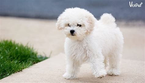 Chó Poodle Tiny Trắng: Bí Quyết Chăm Sóc Và Nuôi Dưỡng Sức Khỏe ...