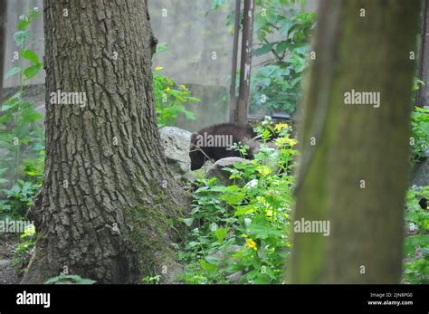 The animals of the zoo of Skansen Stock Photo - Alamy