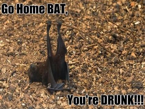 These Bat Memes Had Us Rolling With Laughter | Always Pets