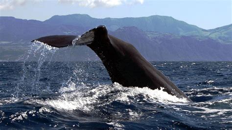 Azores Islands Whale Watching & Islet Boat Tour