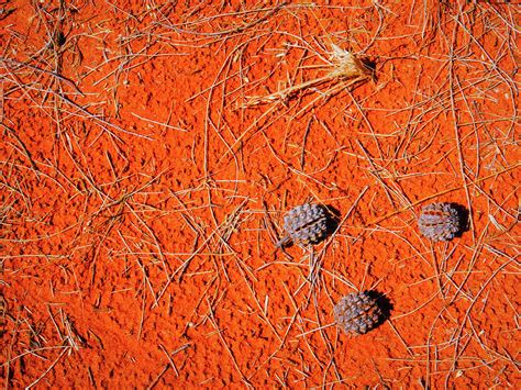 Seeds of the Desert - Central Australia #1 Photograph by Lexa Harpell ...