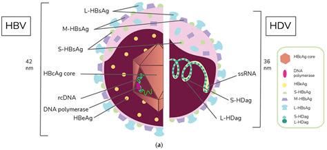 IJMS | Free Full-Text | Hepatitis B and Hepatitis D Viruses: A ...