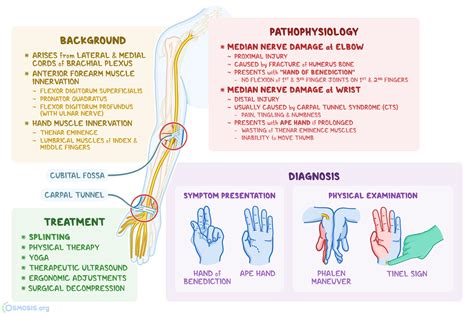 Median Nerve: What Is It, Location, Innervation | Osmosis