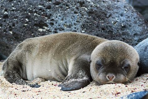 Sea Lion Pup | Sea lion, Baby sea lion, Cute little animals