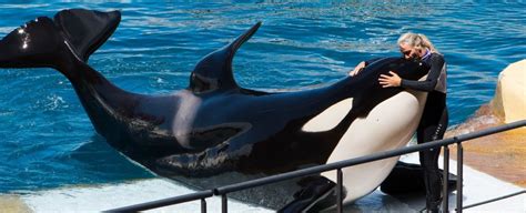 An Orca Has Been Taught to "Say" Human Words in a World-First ...