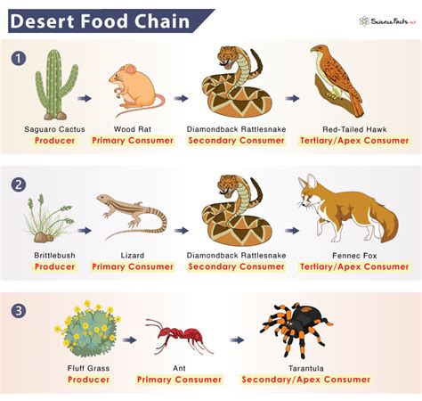 Desert Food Chain: Example and Diagram