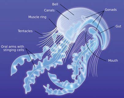 Jellyfish Sting? BEST Treatment Tips! How to get rid of the Sting!