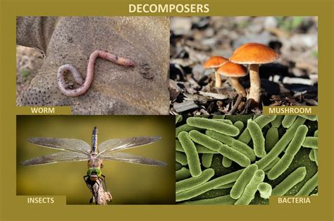 Why Bacteria and Fungi are called Decomposers? - Food Chain and Web