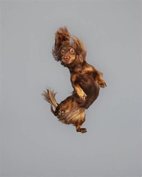 Funny Jumping Dogs Series – Fubiz Media