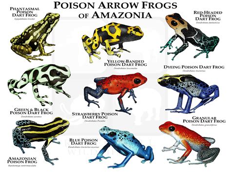 Poison Dart Frogs of Amazonia Poster Print - Etsy UK