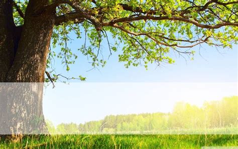 Nature Background Hd For Ppt : We have a massive amount of desktop and ...