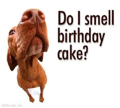 Funny Birthday Wishes Photo, Great Funny Birthday Wishes, #16887