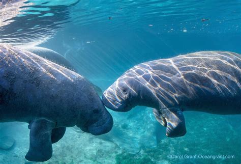 Crystal River: Snorkeling With Manatees – DesertDivers