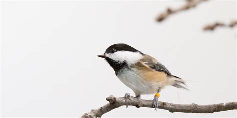 Black-capped chickadee | Smithsonian's National Zoo