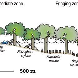 Distribution and preference of mangrove species in the intertidal ...