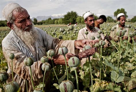 Afghanistan Set Record for Growing Opium in 2014