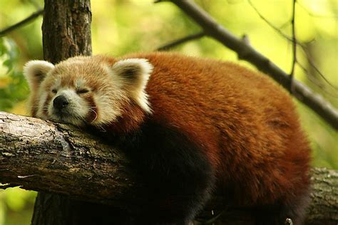 Sleeping Red Panda | Pic taken at the zoo in Duisburg / Germ… | Captain ...