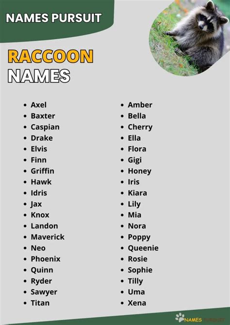 Raccoon Names (550+ Cool, Cute, & Funny Ideas)