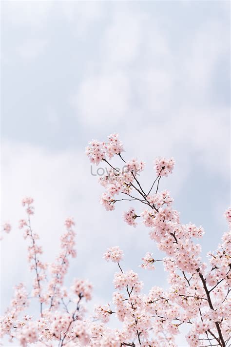 Cherry Blossom Of Wuhan University Picture And HD Photos | Free ...