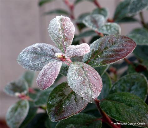 Full Sun Evergreen Shrubs Zone 5