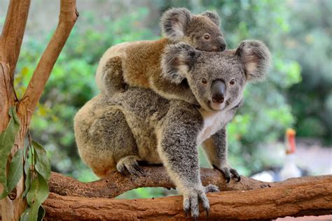 Koalas 'Functionally Extinct' in Australia with Just 80,000 Estimated ...