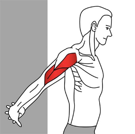 Stretching for Pain Relief - Anterior Deltoid | Deltoid, Shoulder ...