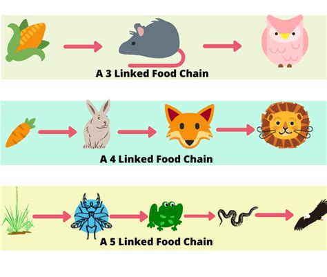 Food Chains And Food Webs Examples Of Food Chains And Food Webs ...