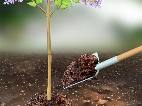 How to Prune Lilacs: 9 Steps (with Pictures) - wikiHow