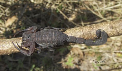 Tropical Biodiversity - Santarém - Pará - Brasil: Black scorpion