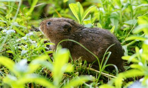 Ten water vole facts – Southwick Country Park Nature Reserve