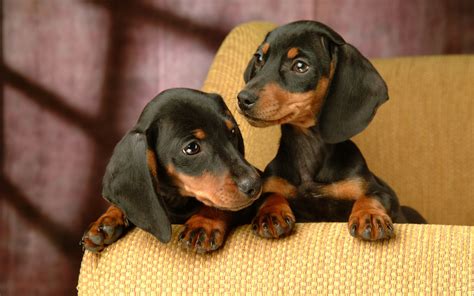 7 Interesting Facts About The Dachshund - Animalso