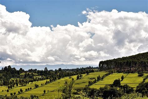 Kericho Town, Kenya - Paukwa