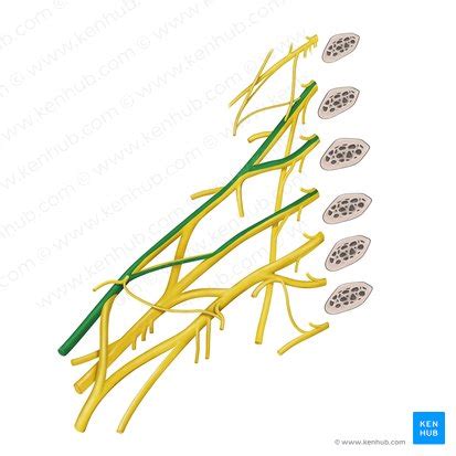 Musculocutaneous nerve: Anatomy, course and function | Kenhub