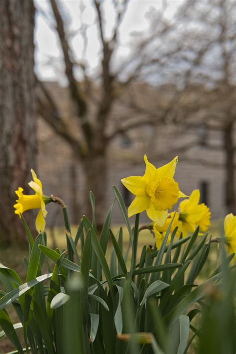 Yellow Daffodils Photos, Download The BEST Free Yellow Daffodils Stock ...