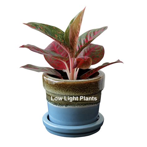 The Best Low Light Plants for Indoors