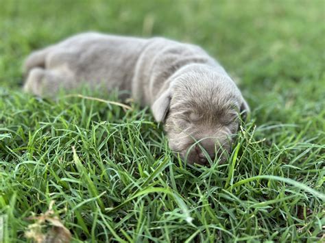 Silver Labrador Retriever Puppies for Sale | Silver and Charcoal Kennels