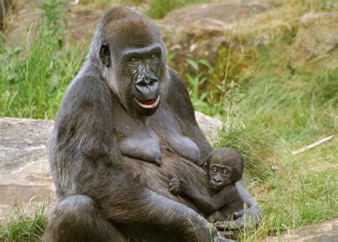 Gorilla Mother and Baby Photograph by Julie L Hoddinott - Fine Art America