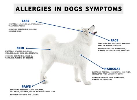 Can Dog Food Allergies Cause Hair Loss