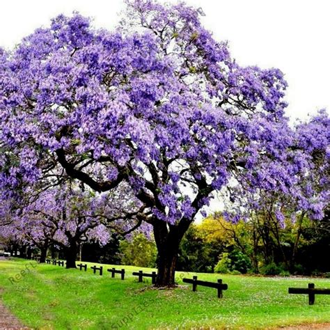 500 Seeds Paulownia Tomentosa - Ціна: €9.00