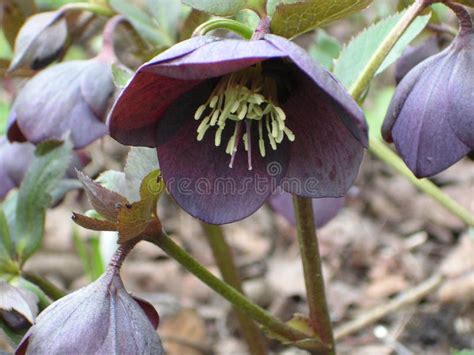 Lenten rose stock image. Image of looking, nectaries, bright - 1330999