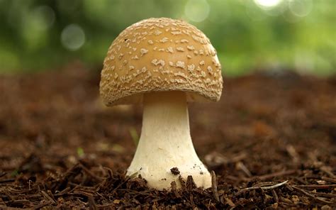 Mushroom Pictures wallpaper | 2560x1600 | #70645