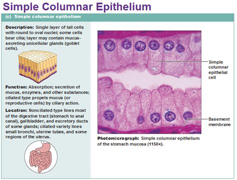 simple columnar epithelium | Anatomy and physiology textbook, Basic ...