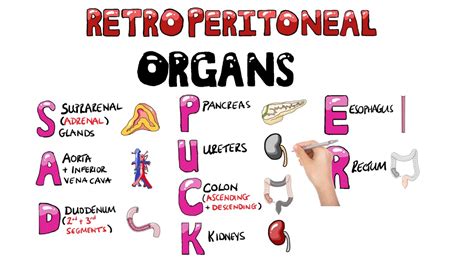 Understanding Human Anatomyabdomen Retroperitoneal Organs