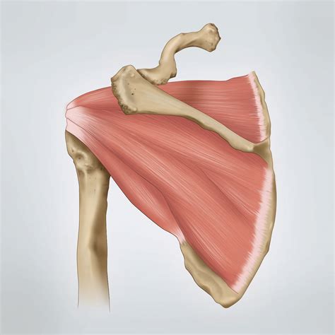 muscles of the shoulder rotator cuff - ModernHeal.com