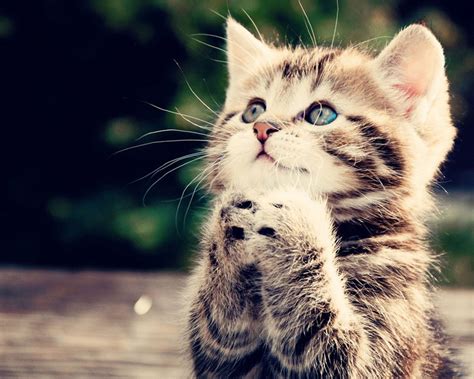 🔥 [50+] Kittens Screensavers Wallpapers | WallpaperSafari