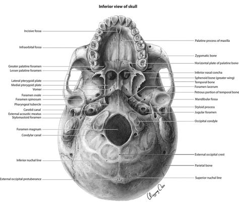 QCVisual Portfolio: Inferior View of the Skull - QCVISUAL