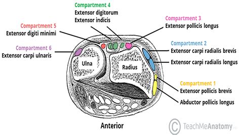 Hand and Wrist: Normal and Pathology - Internet Book Of MSK Ultrasound